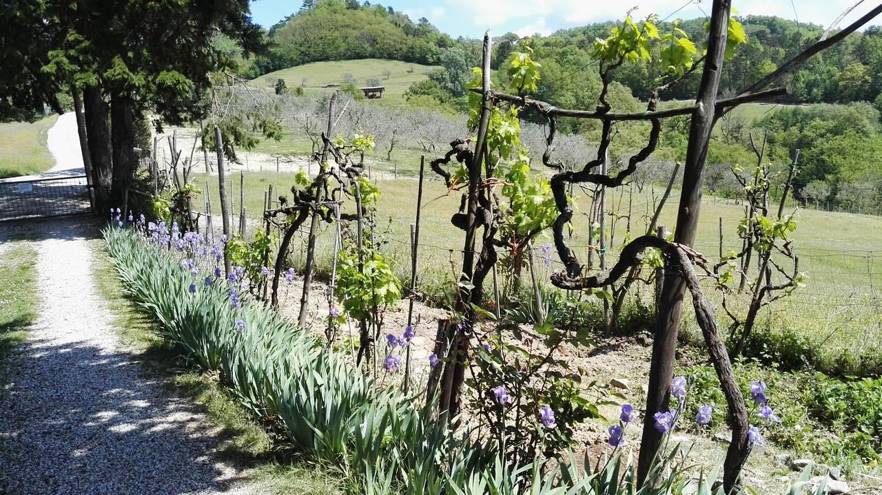 B&B Le Due Volpi Vicchio Bagian luar foto